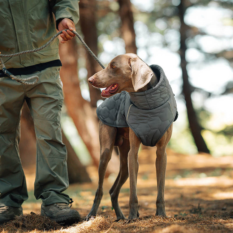 Colete acolchoado para cães ao ar livre - Quente e durável para caminhadas e aventuras