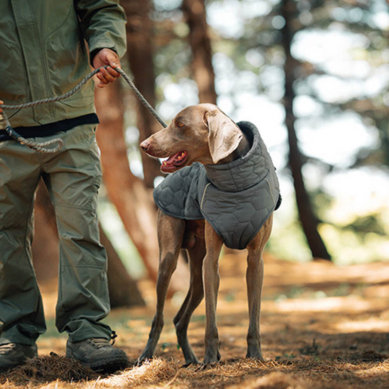 Colete acolchoado para cães ao ar livre - Quente e durável para caminhadas e aventuras