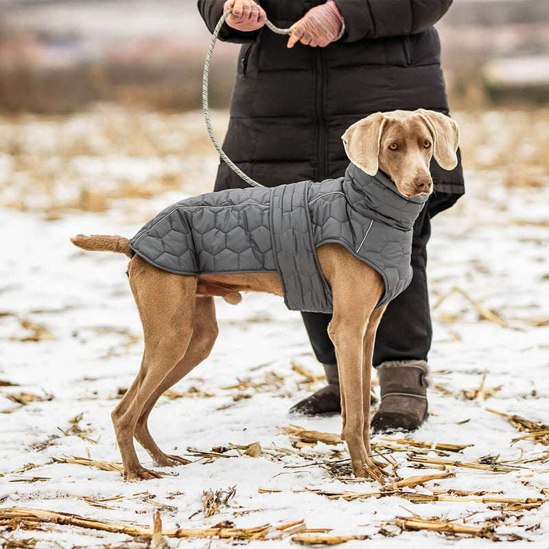 Colete acolchoado para cães ao ar livre - Quente e durável para caminhadas e aventuras